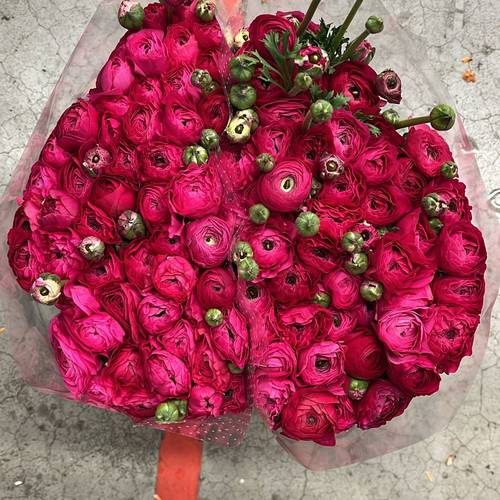 Ranunkel fuchsia Elegance 40cm