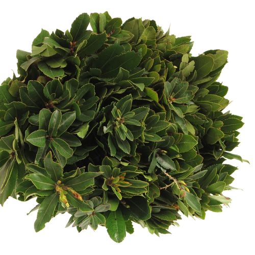 Arbutus grün 40cm