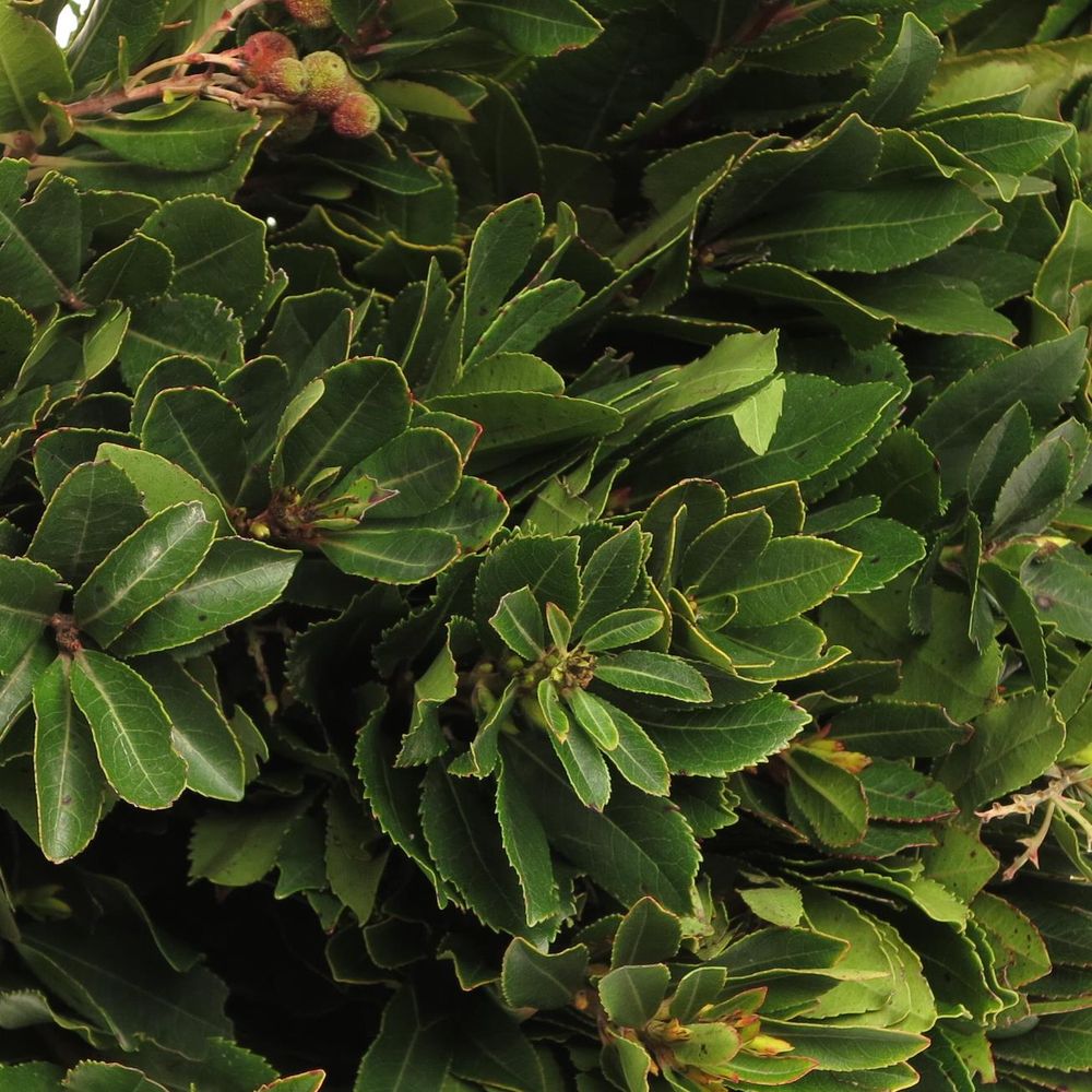 Arbutus grün 40cm