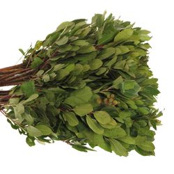 Arbutus grün 40cm