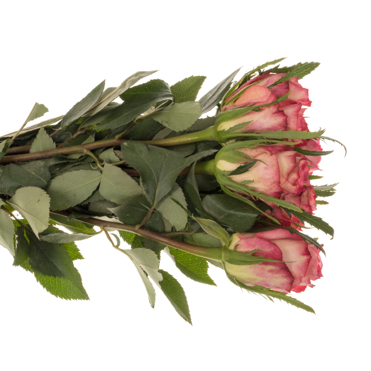 Rose rot/orange Strike 40cm