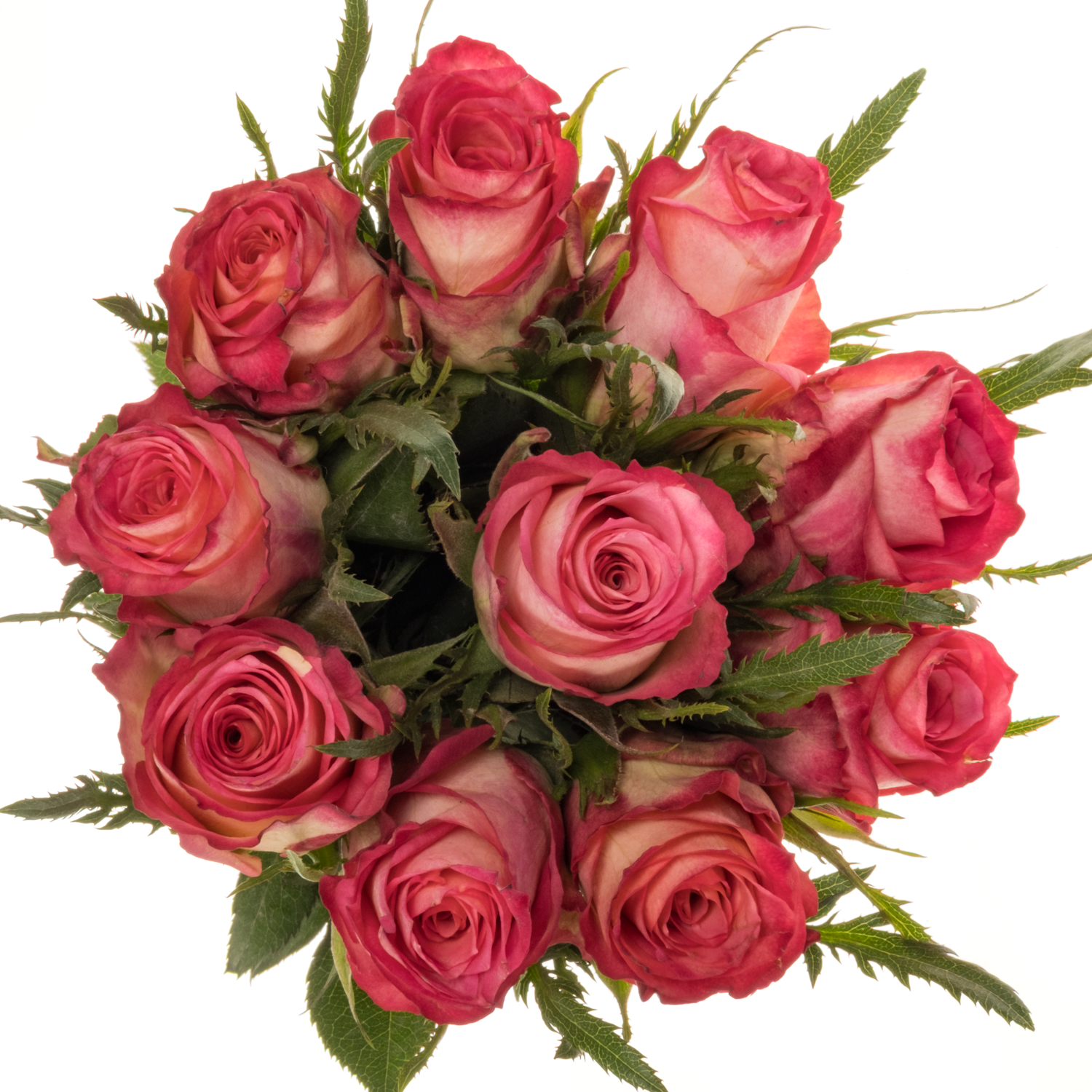 Rose rot/orange Strike 40cm