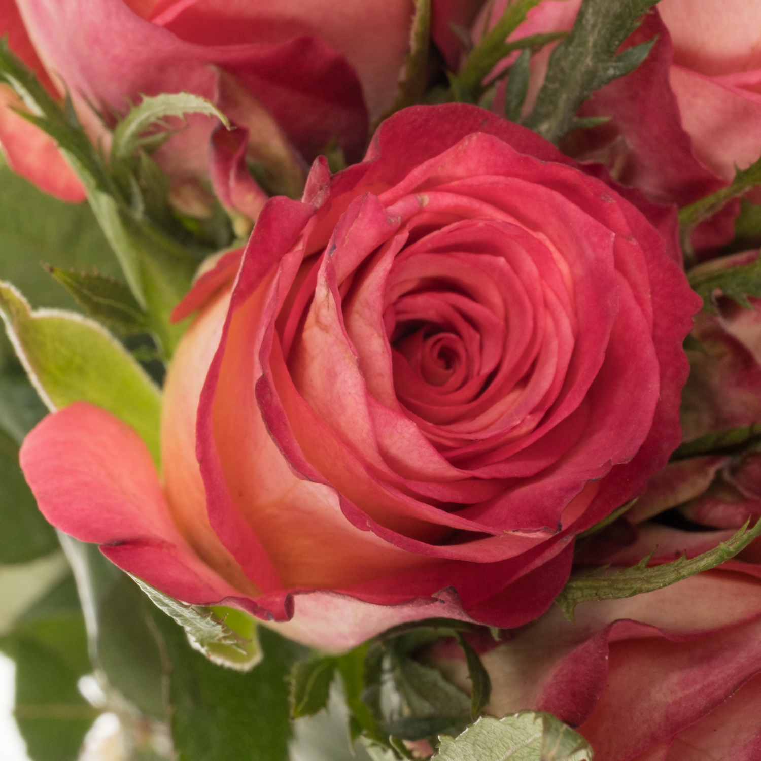 Rose rot/orange Strike 40cm