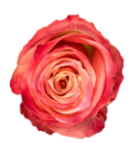 Rose rot/orange Strike 40cm