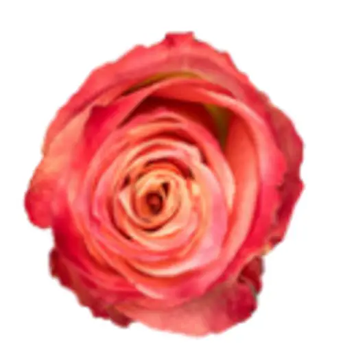 Rose rot/orange Strike 40cm