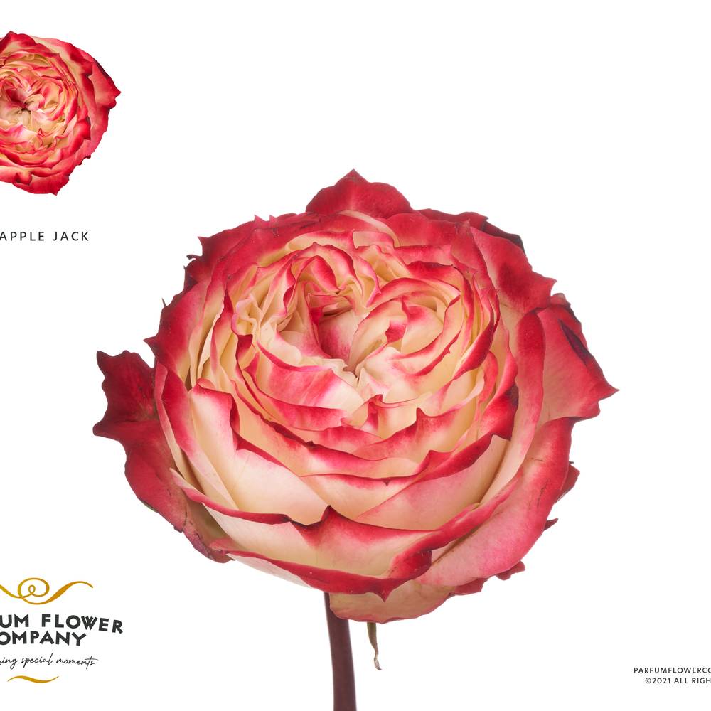 Rose rot/creme Apple Jack 50cm Garden