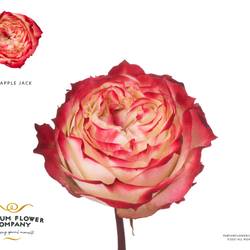 Rose rot/creme Apple Jack 50cm Garden