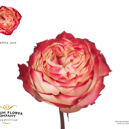 Rose rot/creme Apple Jack 50cm Garden