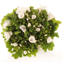 Lavatera weiss 70cm