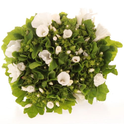 Lavatera weiss 70cm