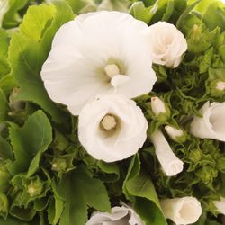 Lavatera weiss 70cm