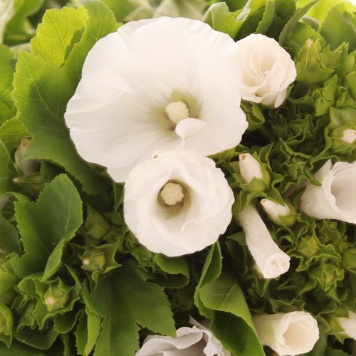 Lavatera weiss 70cm
