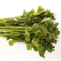 Lavatera weiss 70cm