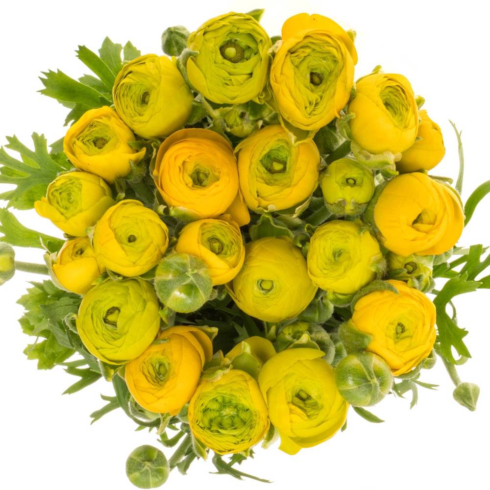 Ranunkel gelb  Elegance Yellow 40cm x 20