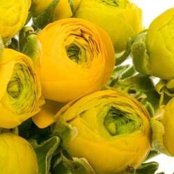 Ranunkel gelb  Elegance Yellow 40cm x 20