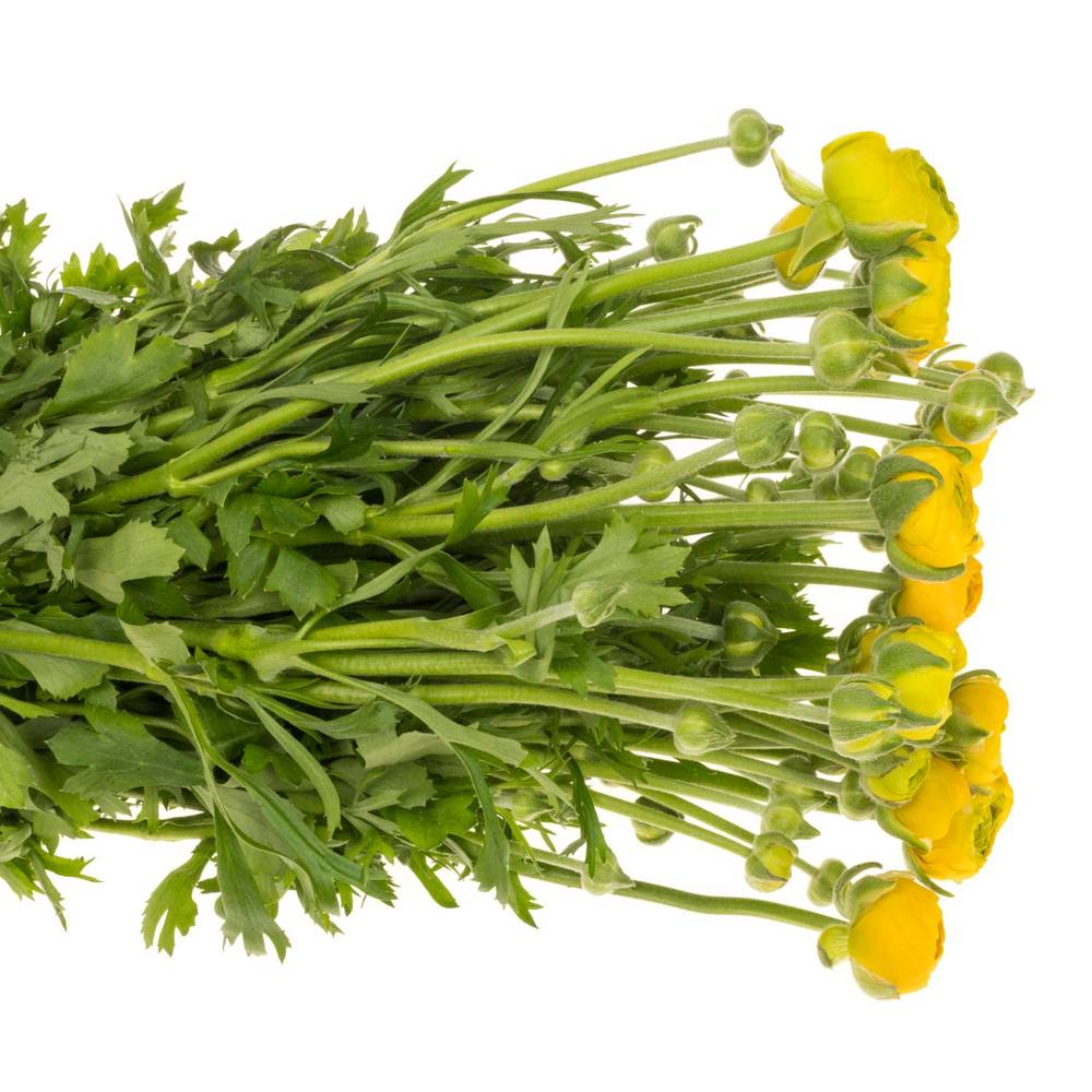 Ranunkel gelb  Elegance Yellow 40cm x 20