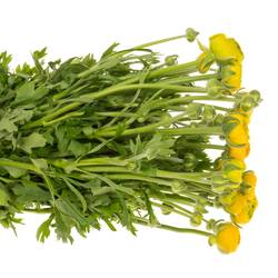 Ranunkel gelb  Elegance Yellow 40cm x 20