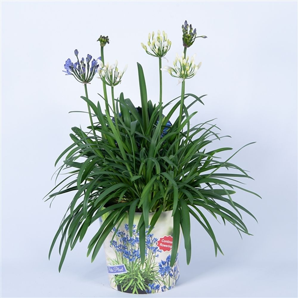 Agapanthus blau/weiss T19 H080