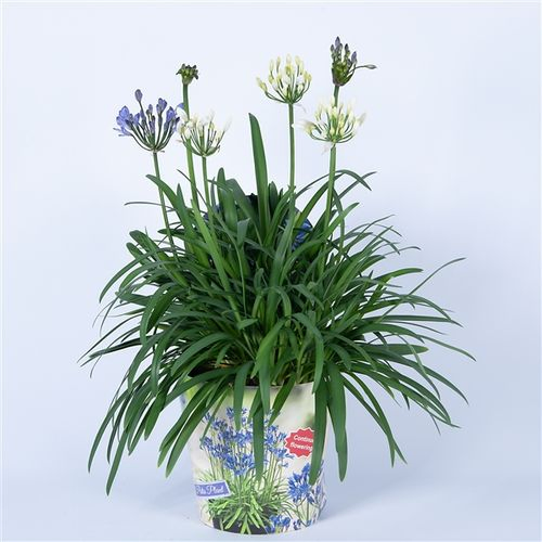 Agapanthus blau/weiss T19 H080