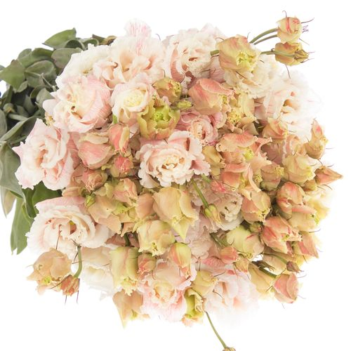 Lisianthus rosa Heavenly gefärbt 5+Bl.70cm