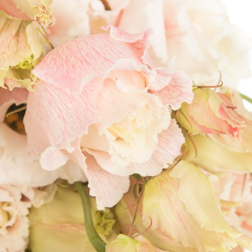 Lisianthus rosa Heavenly gefärbt 5+Bl.70cm