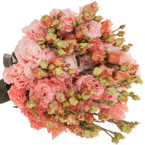 Lisianthus rosa/weiss Heavenly gefärbt 70cm