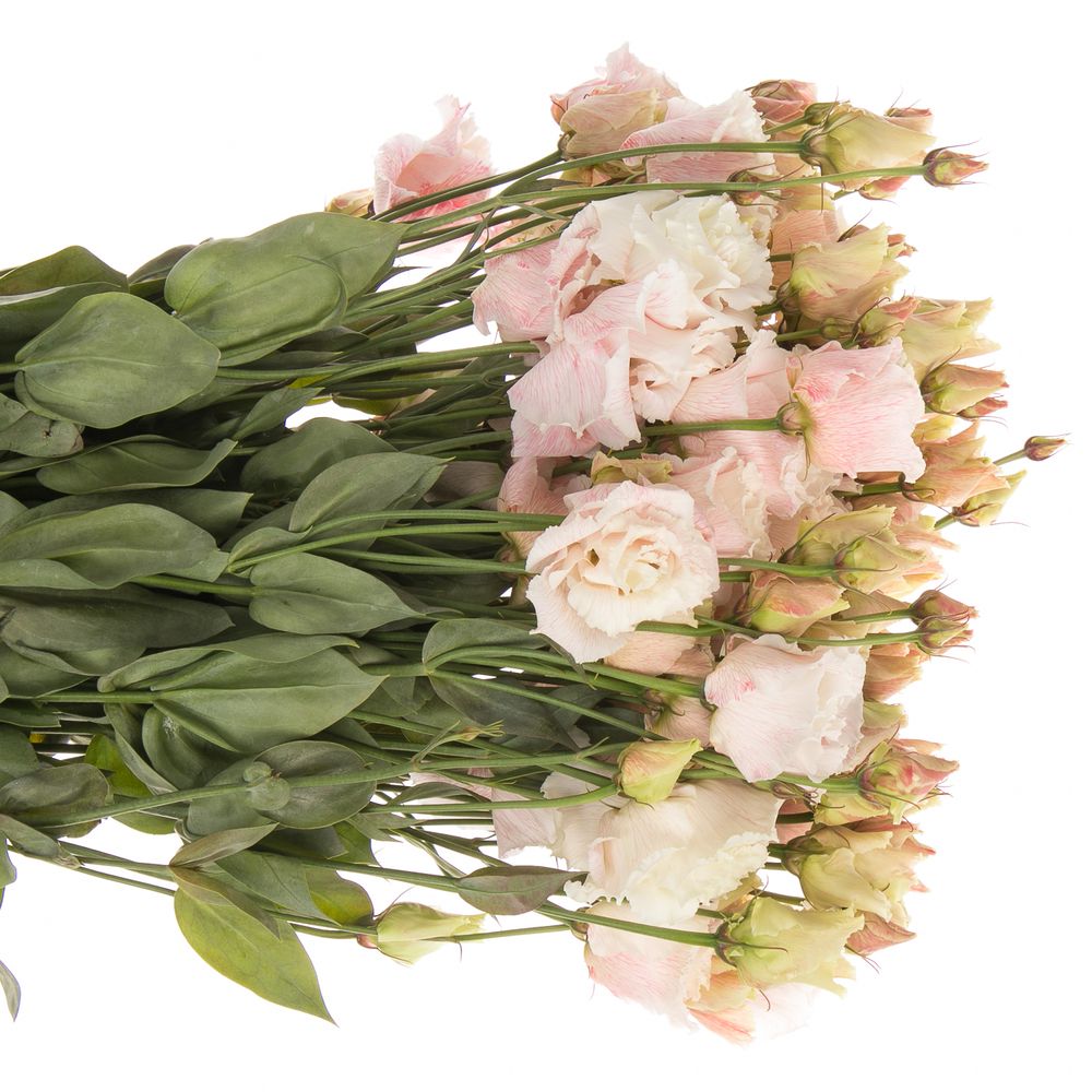 Lisianthus rosa Heavenly gefärbt 5+Bl.70cm