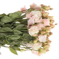 Lisianthus rosa Heavenly gefärbt 5+Bl.70cm