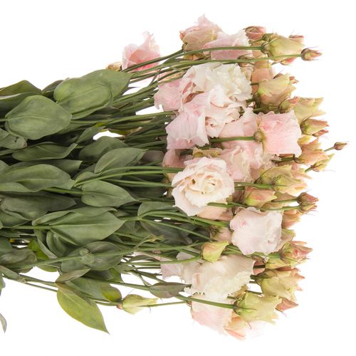 Lisianthus rosa Heavenly gefärbt 5+Bl.70cm