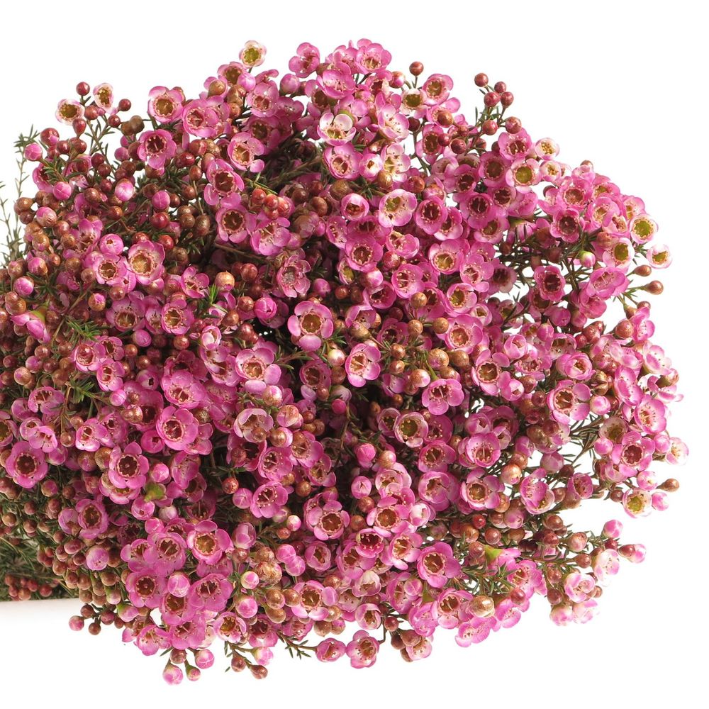 Wachsflower rosa Adi 60 Gramm 80cm