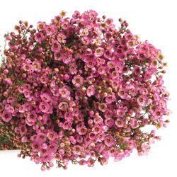 Wachsflower rosa Adi 60 Gramm 80cm