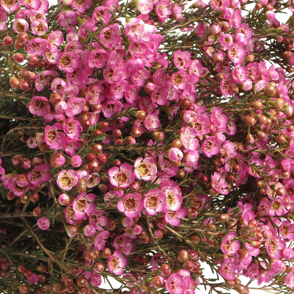 Wachsflower rosa Adi 60 Gramm 80cm