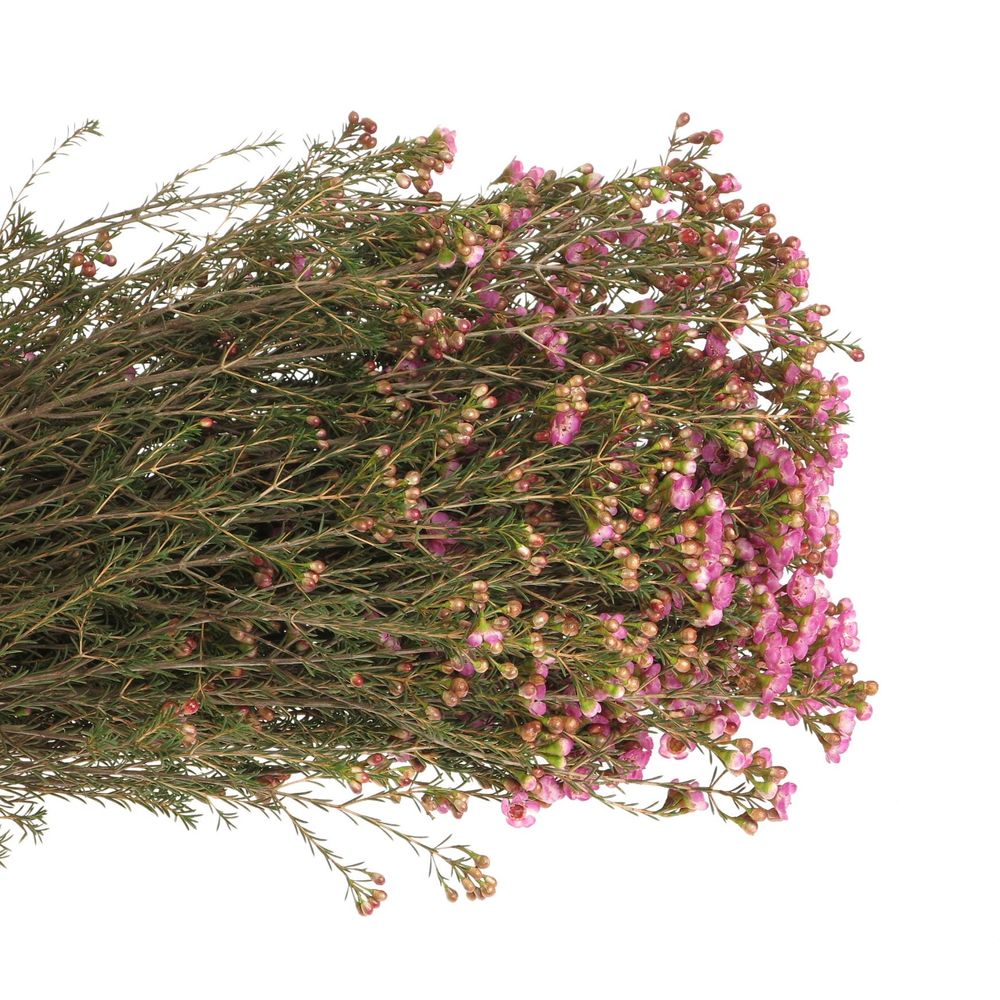 Wachsflower rosa Adi 60 Gramm 80cm