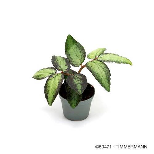Pellionia Repens T06 H012