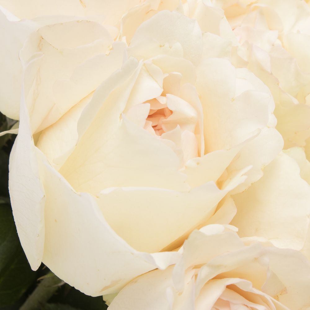 Rose creme Yves 50cm duftend