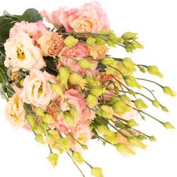 Lisianthus lachs/hell gelb hell Champange Alissa 5+Blüte 70cm