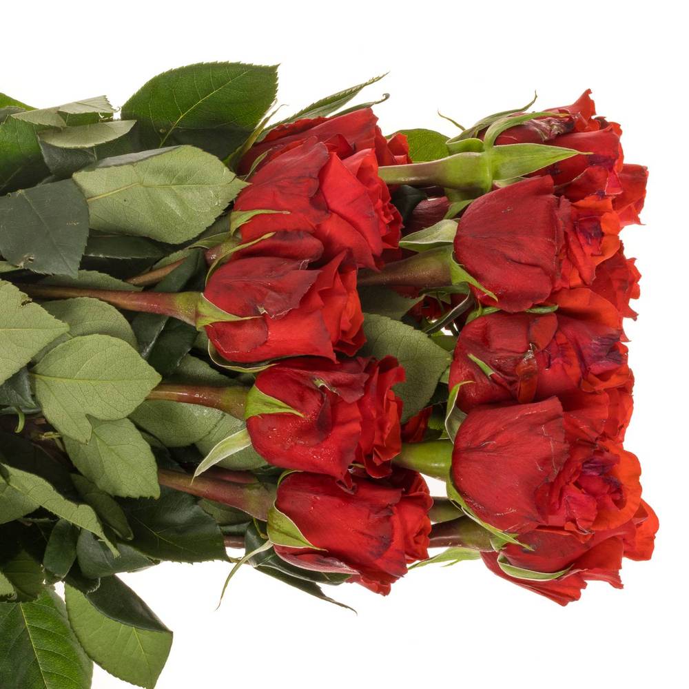 Rose hellrot Nina (Ec) 60cm