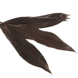 Black Tie Blatt rot 80cm (Orca)