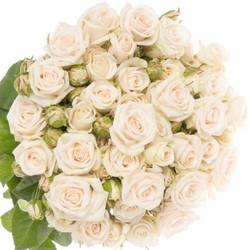 Rose verzweigt creme Royal Porcelina 3+Blüte 50cm