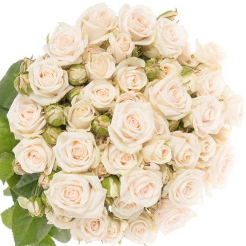Rose verzweigt creme Royal Porcelina 3+Blüte 50cm