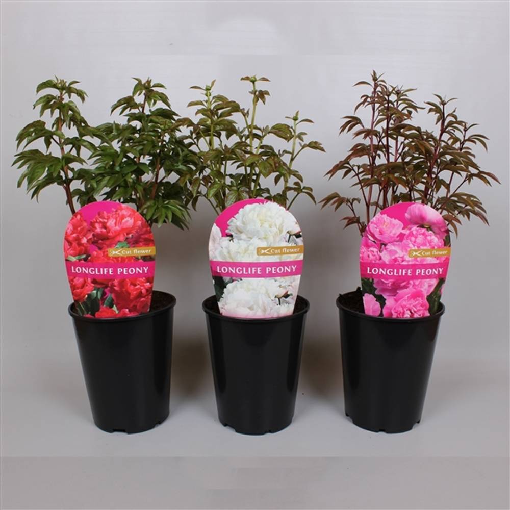 Paeonia Long mix T26 H20