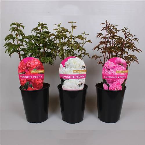 Paeonia Long mix T26 H20