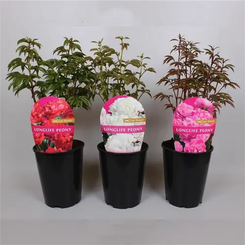 Paeonia Long mix T26 H20