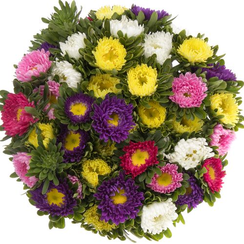Aster mix Rutten Deutschland 40cm