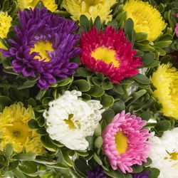 Aster mix Rutten Deutschland 40cm