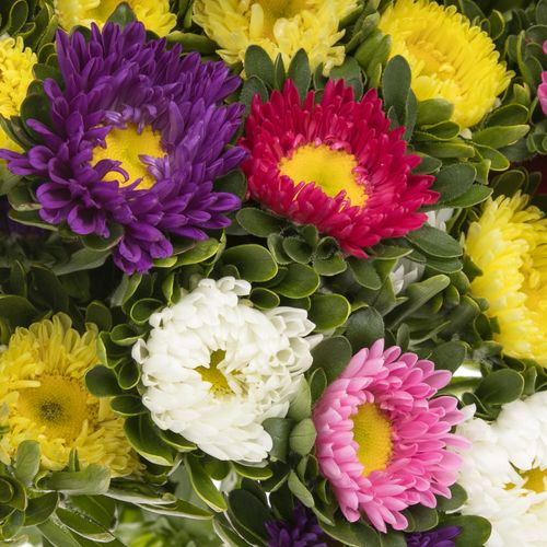 Aster mix Rutten Deutschland 40cm