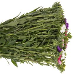 Aster mix Rutten Deutschland 40cm