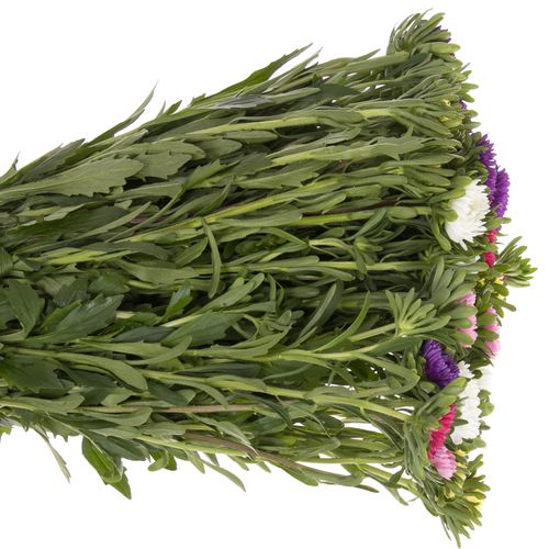 Aster mix Rutten Deutschland 40cm