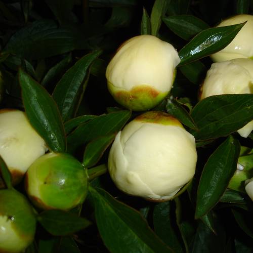 Pfingstrose creme/rosa Krinkled 50cm