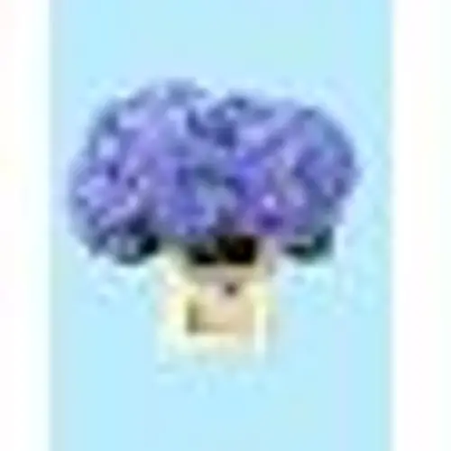 Hortensie milka Elbtal blau Bol 22cm 65cm